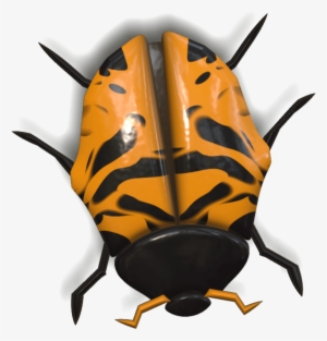Animals - Ladybird Beetle