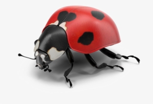 Ladybug Png Pic - Ladybug Psd