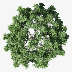 Tree Top View PNG & Download Transparent Tree Top View PNG Images for