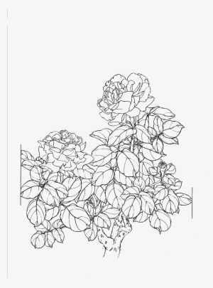 Collection Of Free Outline Drawing Peony - Free Flower Line Art