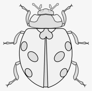 Details, Png - Ladybug