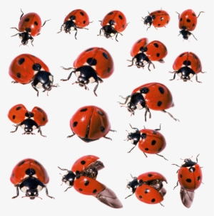 Ladybug Insect Png Pic - Ladybugs Png