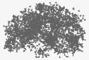 Top Tree Png - Tree Shadow Png