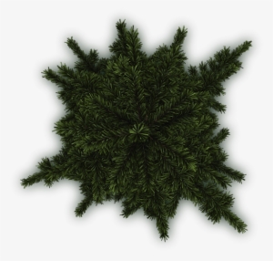 Tree Plan Texture Png - Spruce-pine-fir
