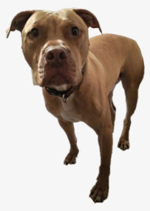 Report Abuse - American Pit Bull Terrier