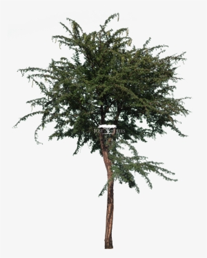 Acacia Nilotica - Real Coconut Tree Png