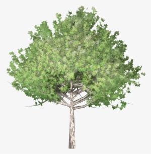 Platane - Tree Png