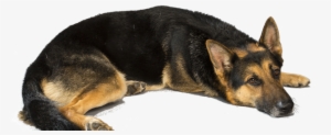 Understanding The Advantages Of Owning A Black German - Love German Shepherd Dogs