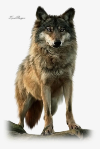 Related Wallpapers