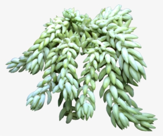 Does Mom Like Plants But Doesn't Have The Time To Water - Donkeys Tail Plant Png