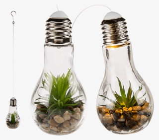 Decoration Succulents In Glass Bulb For Hanging & White - Succulent Planted In Bottles