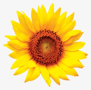 Colourful Sunflower Logo - Sun Flower Png