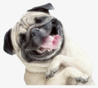 Happy Dog Png Transparent