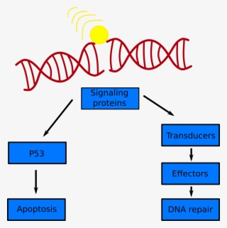 A Simple Schematic Of The Dna Damage Response To A - Stock Illustration