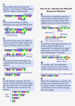 What Are Telomeres - Telomere