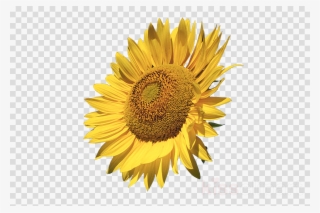 Sunflower Png Clipart Common Sunflower Clip Art - Sunflowers Calendar 2018: 16 Month Calendar