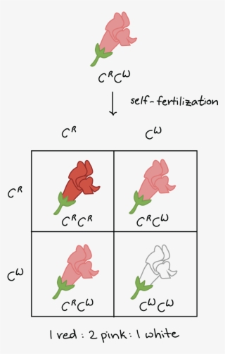 Self-fertilization Of Pink $c^rc^w$ Plants Produce - Incomplete Dominance