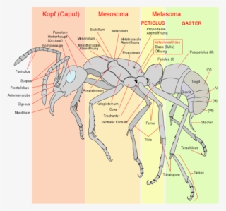 Ameise Schema - Ant Anatomy