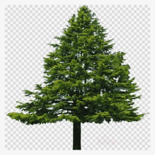Douglas Fir Tree Png Clipart Pine Douglas Fir Clip - Douglas Fir Tree Png