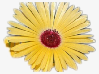 Yellow Flower Clipart Tumblr Transparent - Clip Art