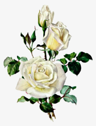 Розы Botanical Illustration, Botanical Drawings, Rose - Vintage Rose Print