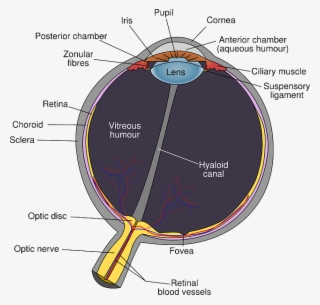 Humans Are Highly Visual Creatures, And We Rely On - Diagram Of The Eye