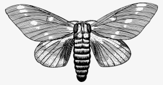 This Free Icons Png Design Of Regal Moth
