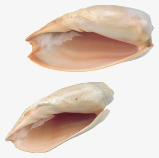Seashell Png, Download Png Image With Transparent Background, - Seashell