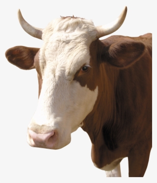 Cow Png - Surrealism Painting Transparent Background