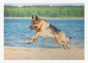 German Shepherd Puppy Running On The Beach Poster • - German Shepherd