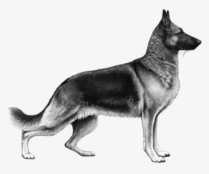 German Shepherd Dog - Old German Shepherd Dog
