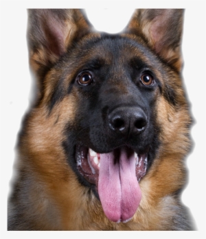 German Shepherd Dog Training Australia - Police Dog