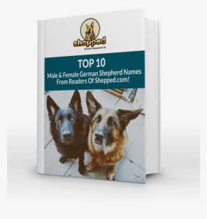 Tired Of Hearing The Same Old, Boring Names For German - Old German Shepherd Dog