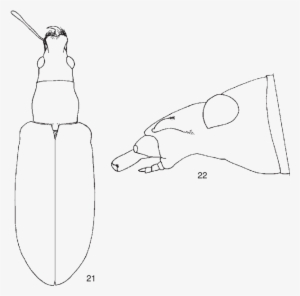 Polydrusus Lopatini Sp - Sketch