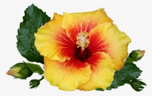 Hibiscus, Flower, Tropical, Plant, Bloom - Tropical Plant Tropical Flowers Png