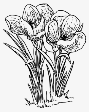 Crocus-38168 960 720 - Drawing Of Flower Plant