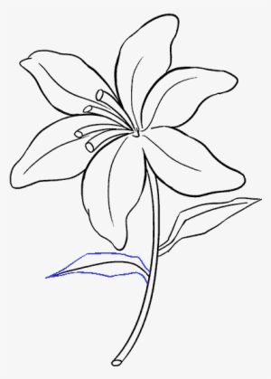 Photos Drawing Of A Lily, - Drawing