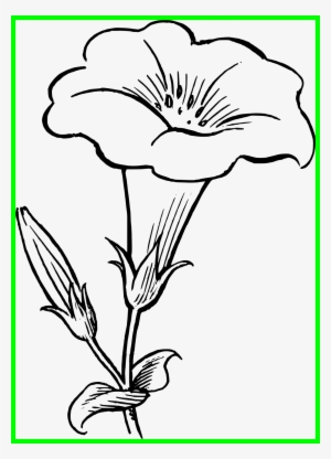 Star Lily Flower Black And White Clipart - Morning Glory Flower Drawing