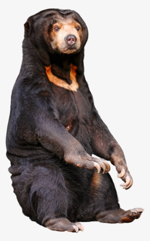 A Sitting Sun Bear [1529 X 2458] - Starving Bears In Zoo
