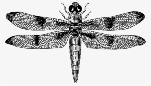 Dragonfly Free Vector - Dragonfly Black And White