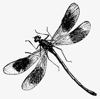 Clipart - Black And White Dragonfly Png