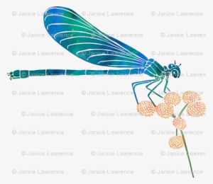 Dragonfly On Yellow Flowers - Diagram