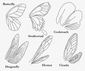 One Of The Simplest Insect To Draw - Kinds Of Wings Of Insects
