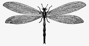 Net-winged Insects Dragonfly Antlion Drawing Computer - Net-winged Insects