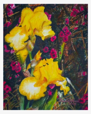 Yellow Irises From My Yard, Watercolor, - Iris