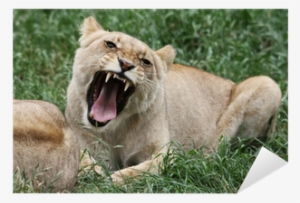 Angry Lioness With Open Mouth Baring Her Fangs Sticker - Angry Lioness