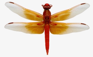 Png Image Mart - Dragonfly Png
