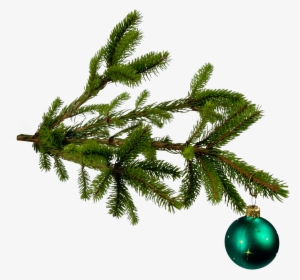 Christmas Png Image - Xmas Tree Branch Png