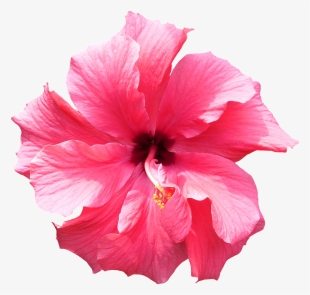 Png - Tropical Flower Transparent Background