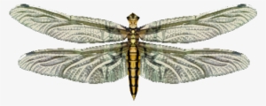 Live Food Dragonfly - Wiki